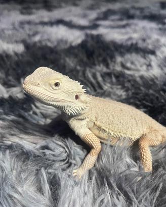 Pogona Hypo Zero