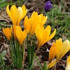 Bulbi Crocus gialli