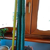 Cactus Cereus 200 cm