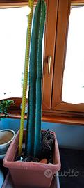 Cactus Cereus 200 cm