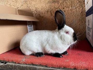 Conigli varie razze (entra per sapere di più)