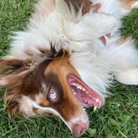 Pastore Australiano con pedigree, per monta