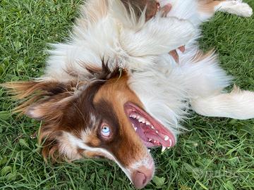 Pastore Australiano con pedigree, per monta