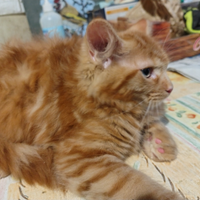 Maine coon Red mackarel