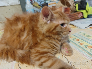 Maine coon Red mackarel