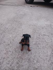 Pinscher originali 3396814173