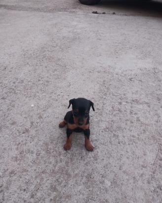 Pinscher originali 3396814173