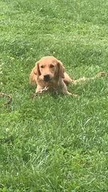 Cucciolona golden retriever inglese