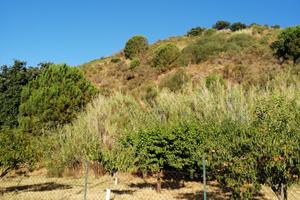 Terreno agricolo zona Nicolosi