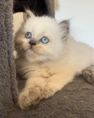 Gattini