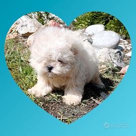 Maltese
