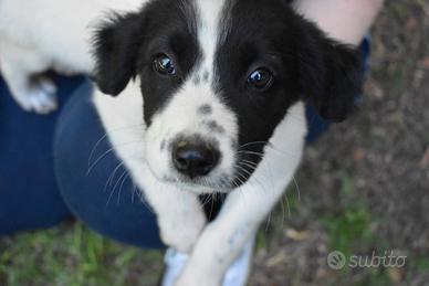 Zarek cucciolo taglia media in adozione