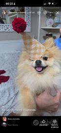 Volpino di Pomerania