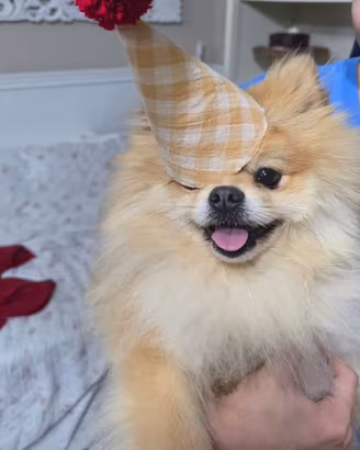 Volpino di Pomerania