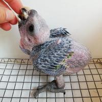 Amazzone fronte gialla