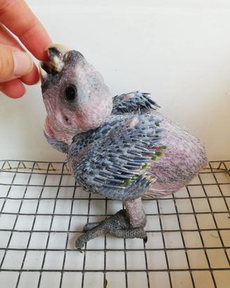 Amazzone fronte gialla