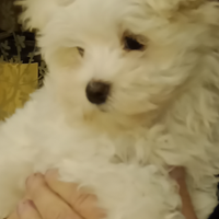 Maltese