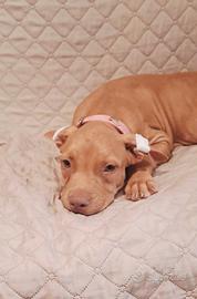 Pitbull UKC femmina 