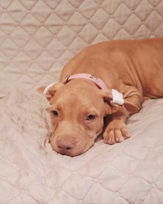 Pitbull UKC femmina 