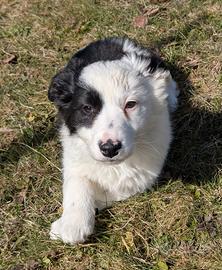 Cuccioli di border collie