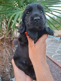 Maschi cocker spaniel inglese