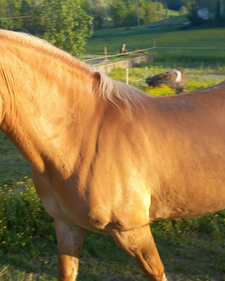 Cavalla
