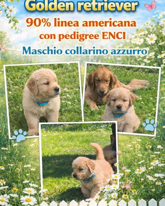 Golden retriever cuccioli maschi con pedigree ENCI
