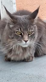 Femmina di Maine Coon