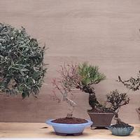 Bonsai disponibili – acero, pino, ulivo, zelkova