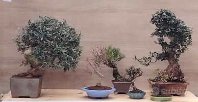 Bonsai disponibili – acero, pino, ulivo, zelkova