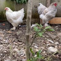 Coppia di polli brahma