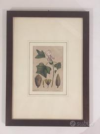 Due Illustrazioni botaniche metà ‘800 con cornici