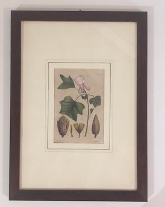 Due Illustrazioni botaniche metà ‘800 con cornici