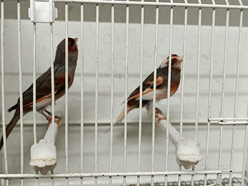 Coppie di arlecchino portoghese