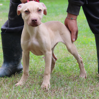 American pitbull terrier cucciola