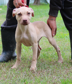 American pitbull terrier cucciola