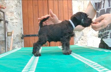 Schnauzer nano cucciolo