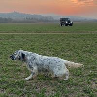 Setter inglese bravissima