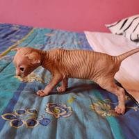 Cuccioli di Canadian sphynx