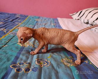 Cuccioli di Canadian sphynx