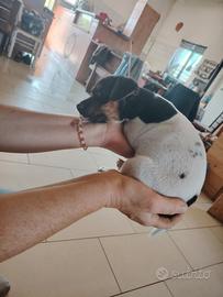 Jack Russel