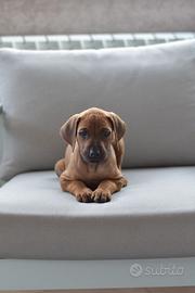 Cucciolo di' Rhodesian Ridgeback