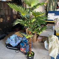 Pianta da interno