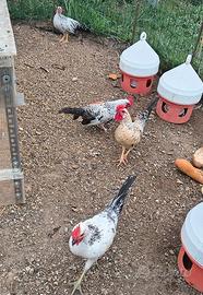 Gallo razza nana  ragalo
