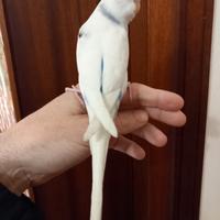 Cocorite allevate a mano