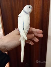 Cocorite allevate a mano