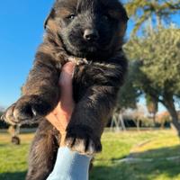 Cucciolo di pastore tedesco FEMMINA