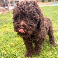 Barboncino femmina marrone