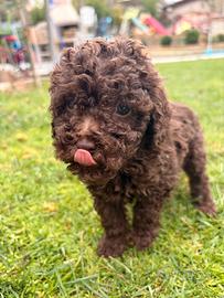 Barboncino femmina marrone