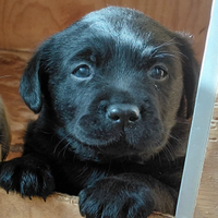 Cuccioli Labrador Retriever